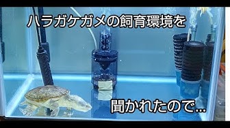 ハラガケガメ Youtube ハラガケガメ Youtube