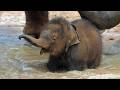 Turns Out Elephants Are Actually Adorable and HILARIOUS! 🐘🤣 New Funniest Animal Videos