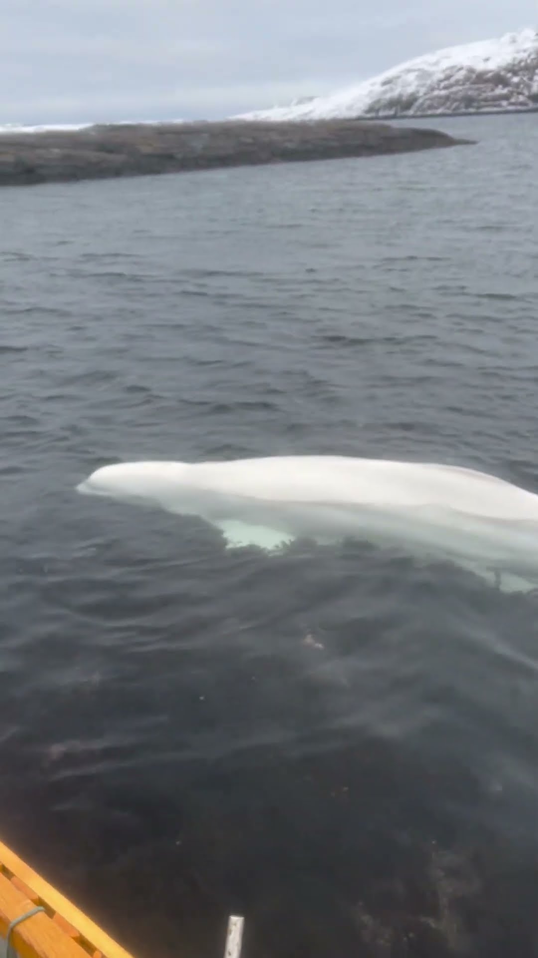 Inuk Person Helps a Wild Beluga Whale Stuck in Shallow Water || ViralHog