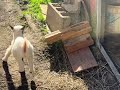 The happy little lamb😊#cute #baby #lamb #babygoat #babygoats 