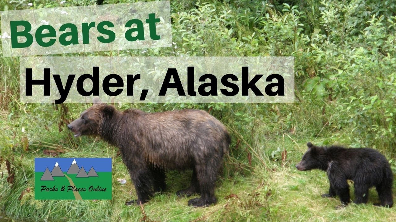 Bears at Hyder, Alaska YouTube