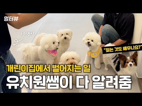 강아지유치원 보내야 할까? 강아지 유치원에서 벌어지는 일 | 멍터뷰 ep.4