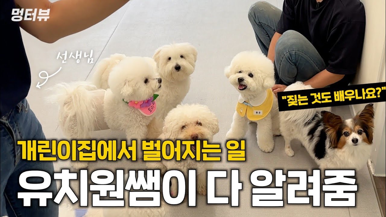 강아지유치원 보내야 할까? 강아지 유치원에서 벌어지는 일 | 멍터뷰 ep.4