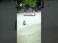 These monkeys aren't as cute as they look 👀🐒🫣                    🎥: Dr Anathi via Viralhog