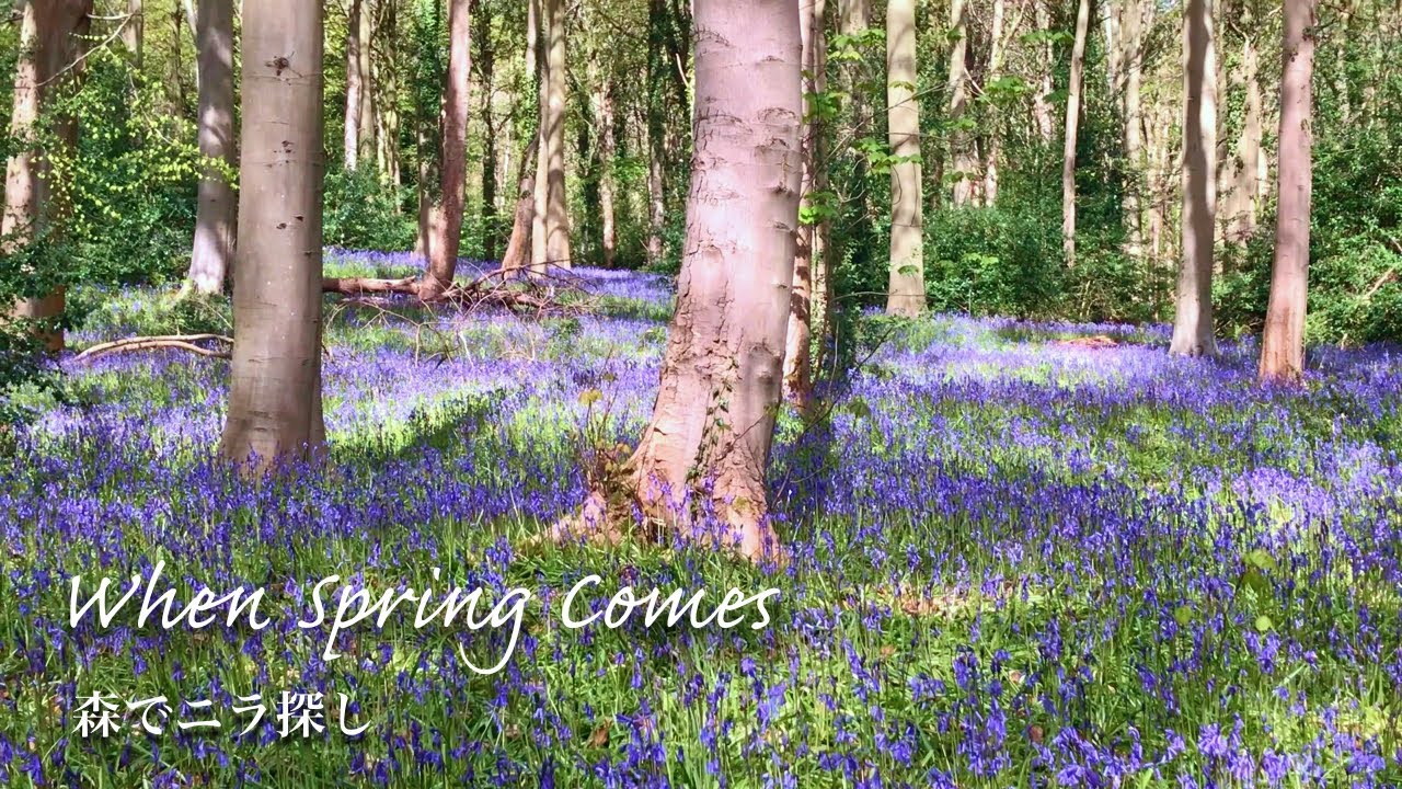スコットランド田舎 イギリス暮らし ブルーベルの森で野草摘み 海外生活 家庭料理 春のスープとアヒルの卵のスコッチエッグ Youtube
