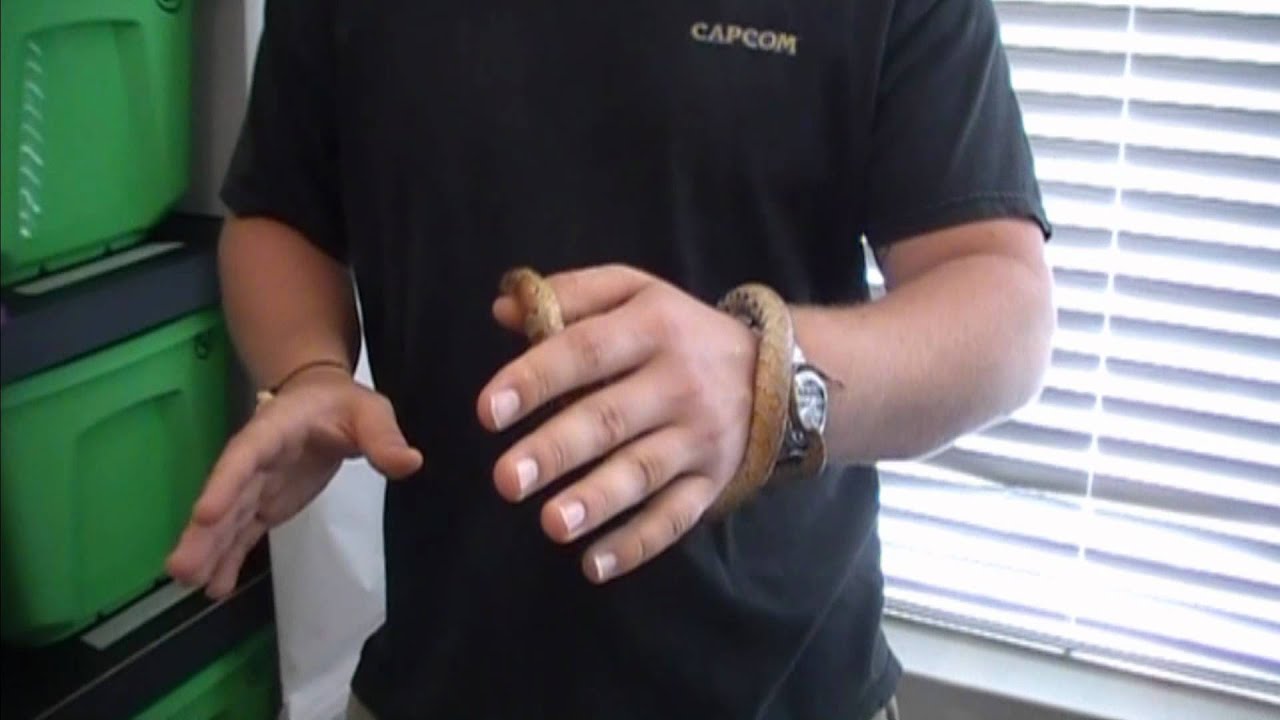 snakes on a plane พากย์ไทยเต็มเรื่อง how to make a snake green house and snake update on big redtail boa
