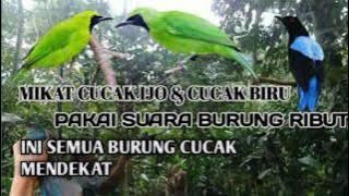 ampuh... SUARA BURUNG RIBUT buat pikat segala cucak ijo di hutan