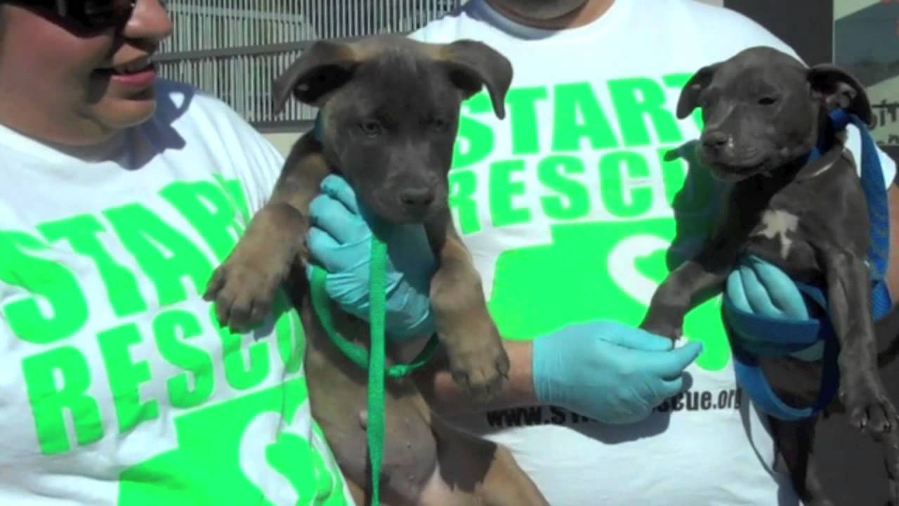 CALLIE & BUSTER'S Transport STARTrescue