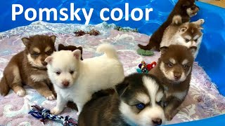 What color are Pomskies?     (Pomsky hair color, Pomsky eye color, Adult Pomsky look)