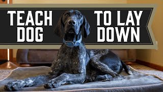 Famous Should You Teach Hunting Dogs To Lie Down? Net Worth