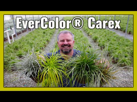 EverColor® Carex -