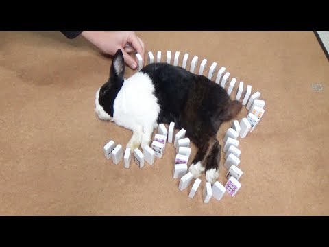 waking-a-sleeping-rabbit-by-surrounding-him-with-dominoes