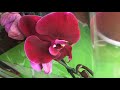 Орхидея OX Black Face в свободной продаже по 870 рублей. Обзор орхидей на цветочном рынке