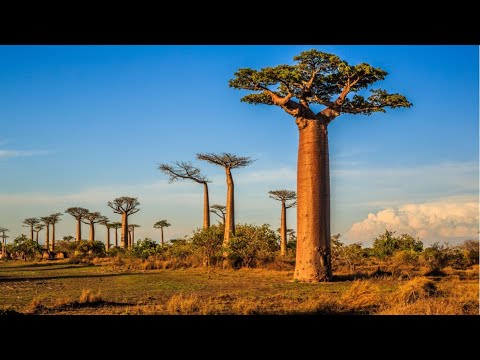 Vídeo: Animais de Madagascar: fauna única da ilha