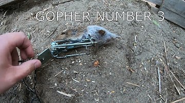 Gopher number 3