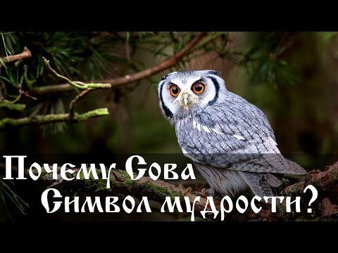 Почему сова символ мудрости?