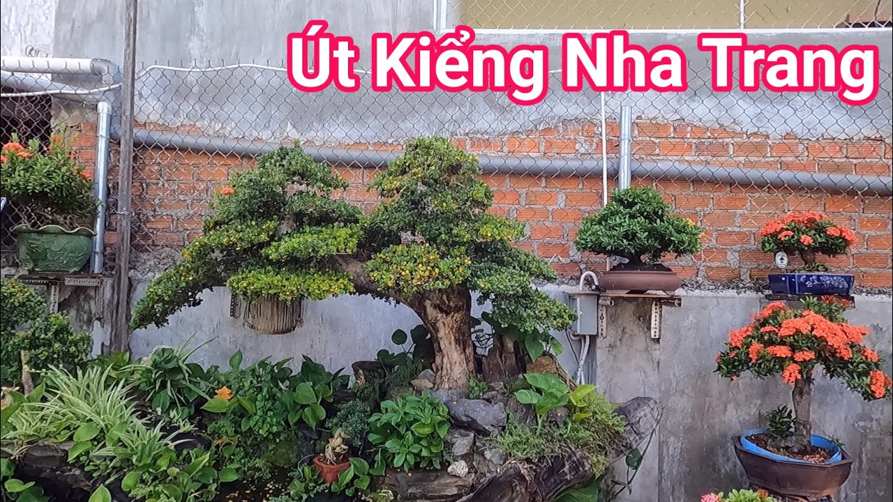 Đã mắt ngắm nhìn vườn Bonsai chất lượng của Út Kiểng ở TP Nha Trang Khánh Hòa