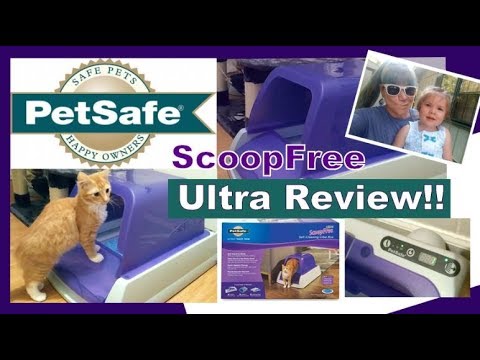scoopfree self cleaning litter box review