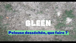 Tuto pelouse Bleen : que faire face à une pelouse sèche ? Resimi