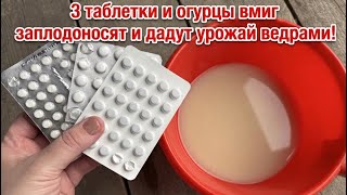 СРОЧНО дайте ЭТО ЛЕТОМ Огурцам и они сразу обильно заплодоносят! Натурально, Бюджетно, без Химии!