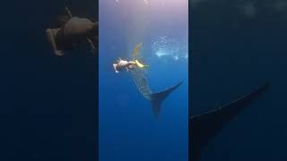 Snorkeling Encounter with Whale Sharks in Indian Ocean