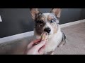 End of video