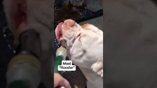 Cindy Self reel#27 "ROOSTER" drinking water slow mode Wealth