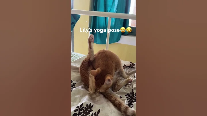 Video 9960601: bath kitten catlover, cats catlover kitten, cat dry bath