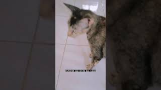 Download Lagu Ancem MP3