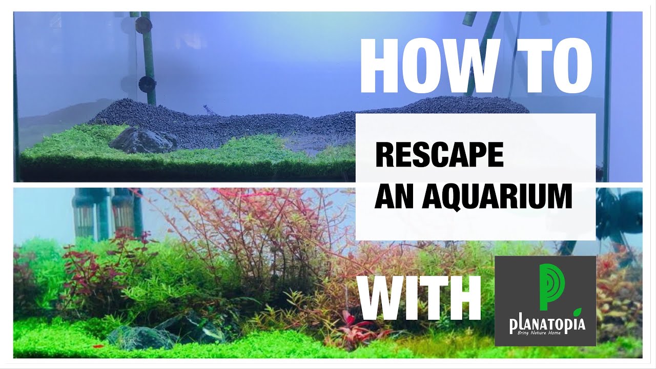How to rescape an Aquarium YouTube