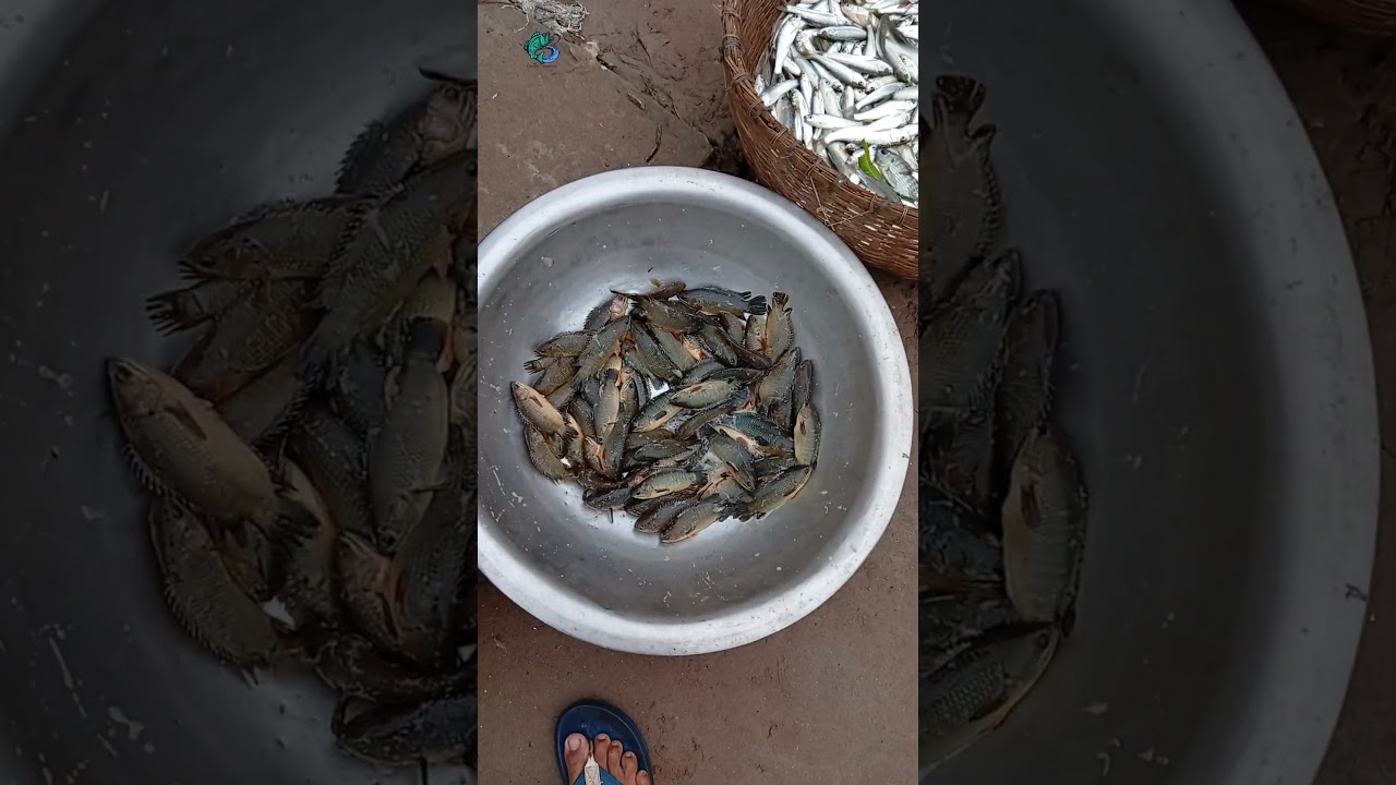 🐟 Selling Beautiful Koi Fish at the Market 🐠 | Koi Fish Business Vlog