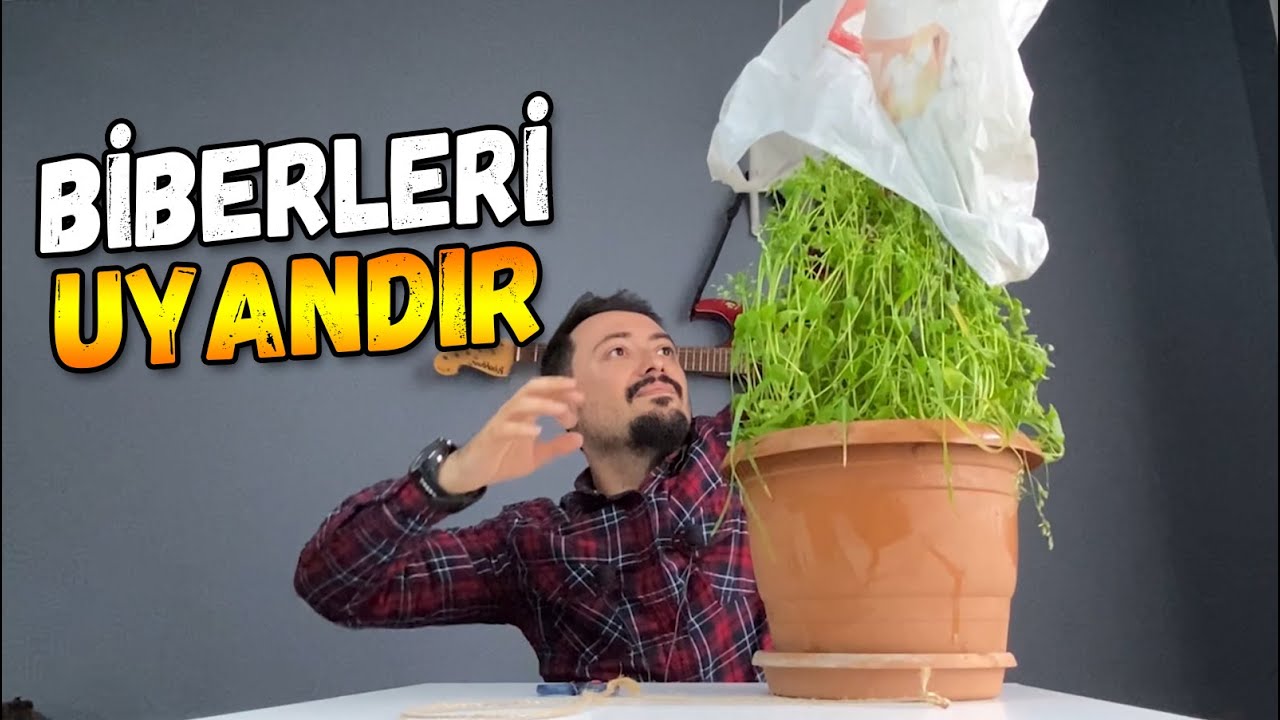 Время разбудить спящих перцев