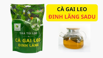Review trà cà gai leo đinh lăng sadu có tốt không , Mua ở đâu giá bao nhiêu