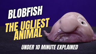 Blobfish Explained: The Ugliest Animal That Isn’t Ugly (Relaxing Deep Dive)