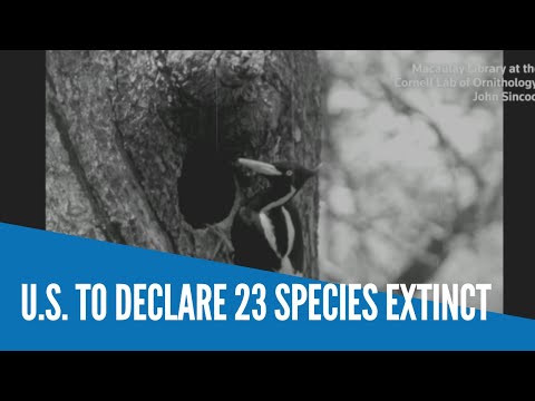 United States to declare 23 species extinct