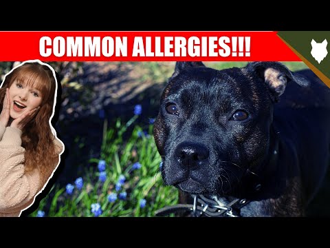 Video: Staffordshire Bull Terrier Honderas Allergene, Gesondheid En Lewensduur