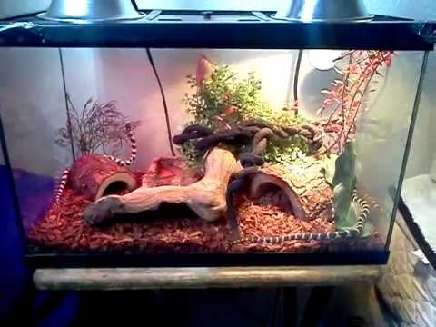 10 Gallon Snake Setup - YouTube