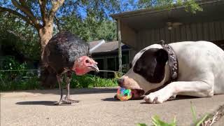 PitBull Mako VS Tommy the Turkey  🦃 🐶 (3 months later) | TexasGirly1979 by TexasGirly1979 970 views 2 years ago 3 minutes, 14 seconds