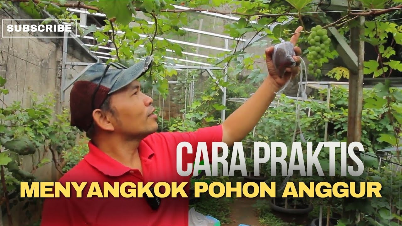 Cara Cepat Nyangkok Anggur, 5 Menit Saja