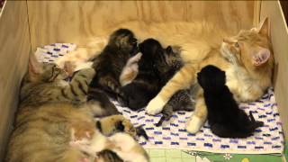 14 Kittens!!!  2 weeks old. by 14Kittens 338,491 views 8 years ago 5 minutes, 43 seconds