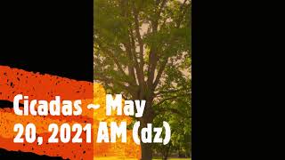 Cicada Chorus ~ May 20th, 2021 am