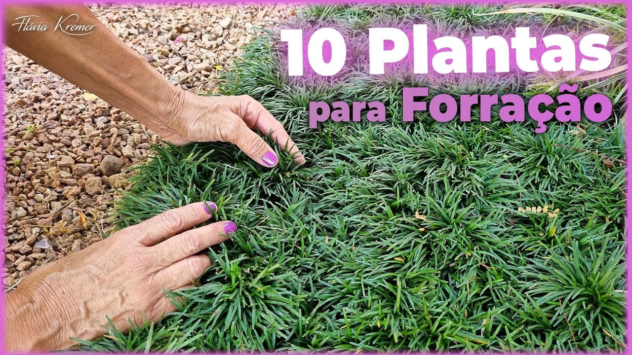 conhe-a-as-10-plantas-perfeitas-para-forra-o-fl-via-kremer-youtube