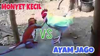 Monyet Kecil VS Ayam Jago.. KASIHAN