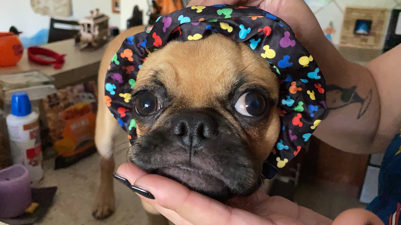 Ben Solo (puggle puppy) Compilation Part 2