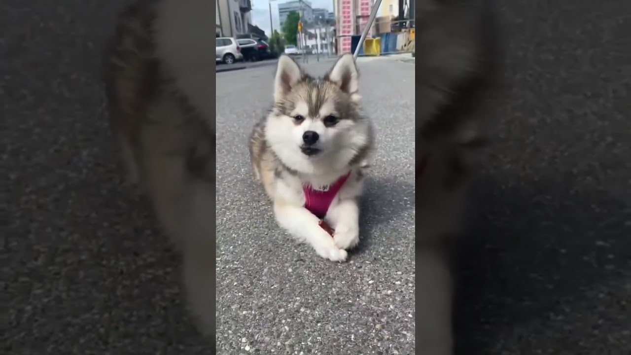 Our toy size pomsky girl 🐶now lives in Switzerland ❤️ Litter 2021