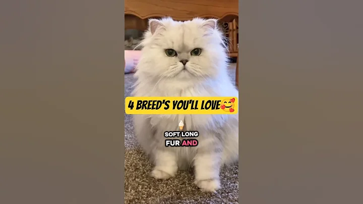 Video 10694121: scottish fold cat breed, cutest scottish fold cat, scottish fold ear, meet cutest cat, cat animals, face cat, cat toy