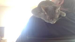 Greybear, How Deep is your Love?