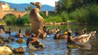 Ducks quacking, eating and splashing on the river  Relaxing Sounds of Nature