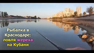 Рыбалка в Краснодаре: ловля жереха на Кубани. Основные проводки.