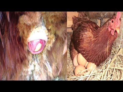 man Thinks Hen Laid Egg, Then He Gets a Closer Look at What She’s Actually Protecting. hatch a chick